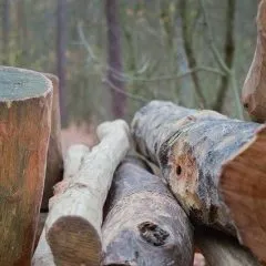 גיזום עצים תל אביב