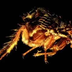 חוסר הנוחות עקב עקיצת פשפש