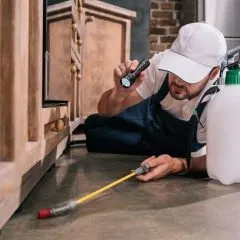 החשיבות הרבה של שירותי הדברה